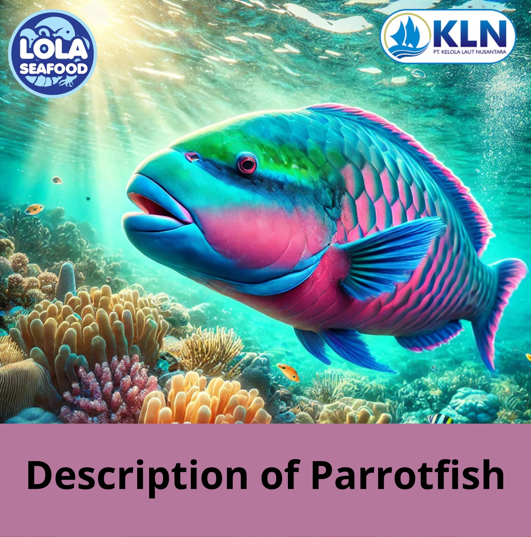 These are The Description of Parrotfish